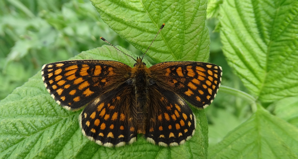 Przeplatka atalia (Melitaea athalia)