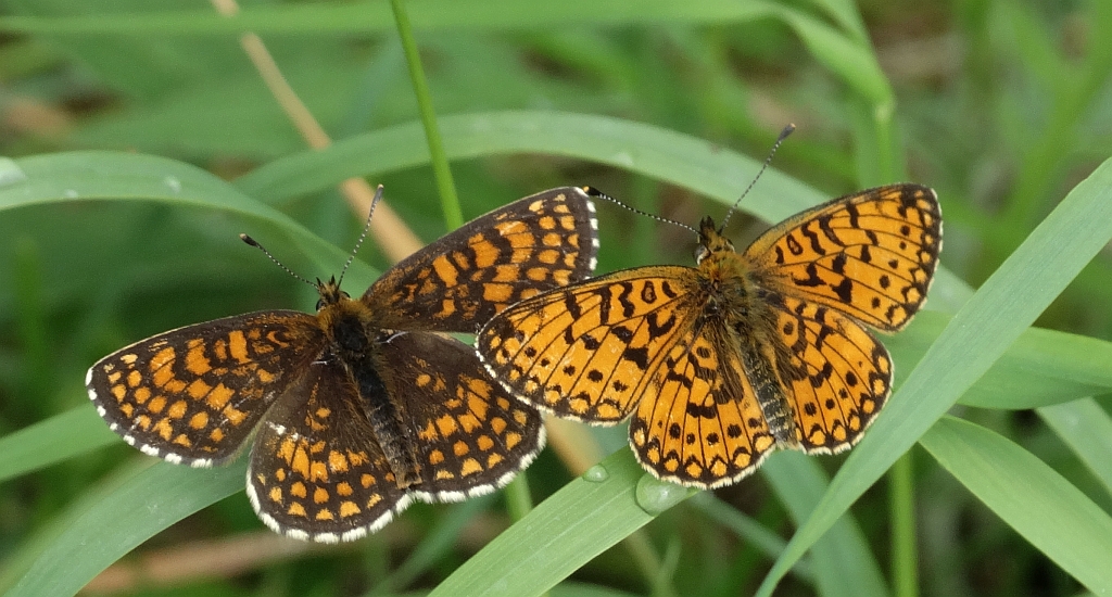 Przeplatka atalia (Melitaea athalia) i dostojka selene (Boloria selene)