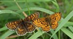 Przeplatka atalia (Melitaea athalia) i dostojka selene (Boloria selene)