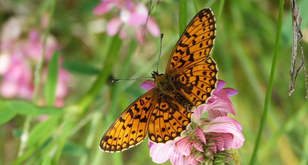 Dostojka selene (Boloria selene)