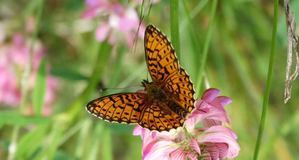 Dostojka selene (Boloria selene)