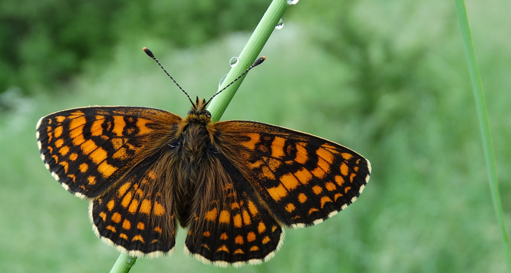 Przeplatka atalia (Melitaea athalia)