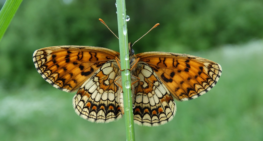 Przeplatka atalia (Melitaea athalia)