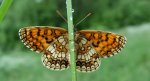 Przeplatka atalia (Melitaea athalia)