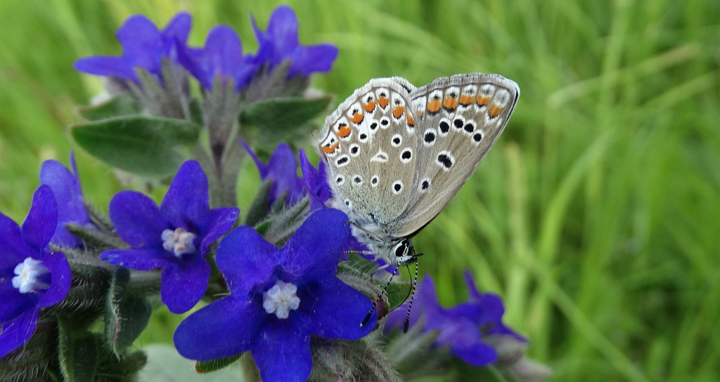 Modraszek ikar, mnogooczak ikar (Polyommatus icarus)
