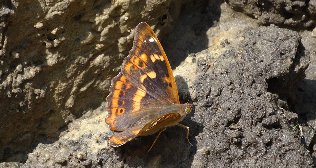 Mieniak strużnik  (Apatura ilia clythie)