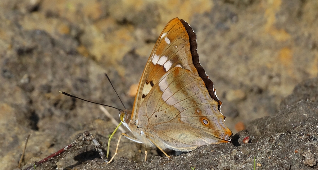 Mieniak strużnik  (Apatura ilia clythie)