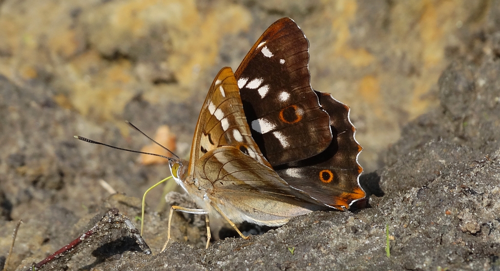 Mieniak strużnik  (Apatura ilia clythie)