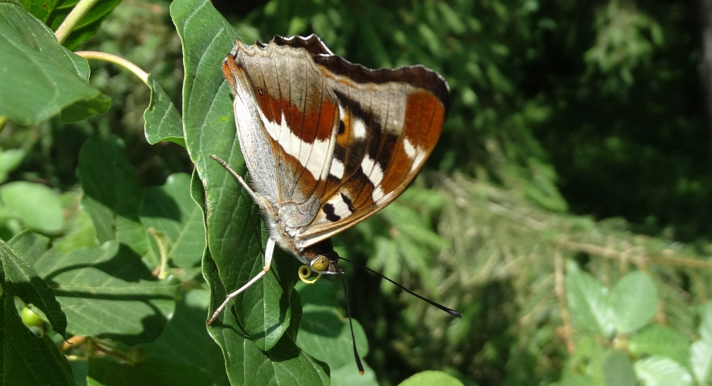 Mieniak tęczowiec (Apatura iris)