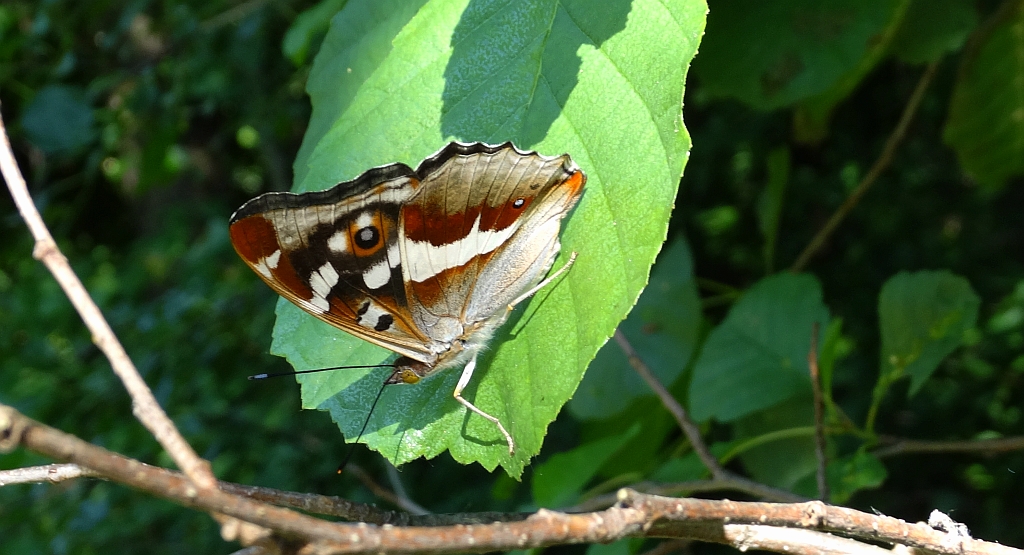 Mieniak tęczowiec (Apatura iris)