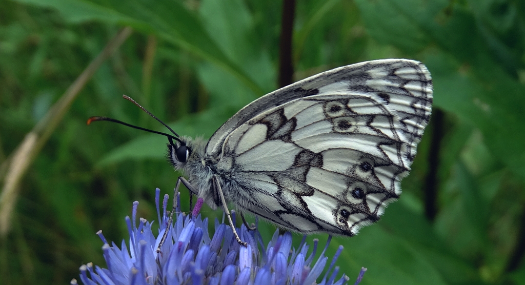 Polowiec szachownica (Melanargia galathea syn. Agapetes galathea)