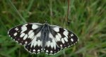 Polowiec szachownica (Melanargia galathea syn. Agapetes galathea)
