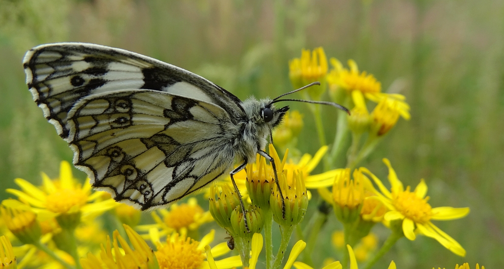 Polowiec szachownica (Melanargia galathea syn. Agapetes galathea)