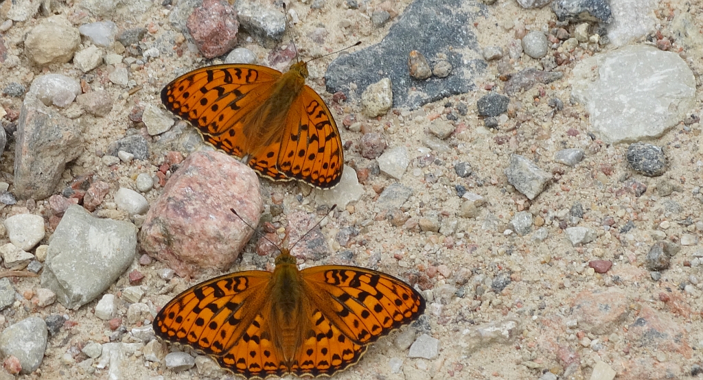 Dostojka adype, perłowiec adype (Argynnis adippe)