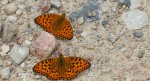 Dostojka adype, perłowiec adype (Argynnis adippe)