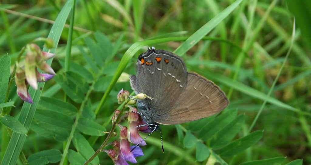 Ogończyk ostrokrzewowiec (Nordmannia ilicis)