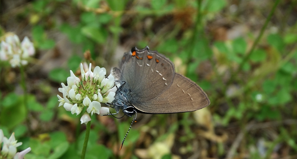 Ogończyk ostrokrzewowiec (Nordmannia ilicis)