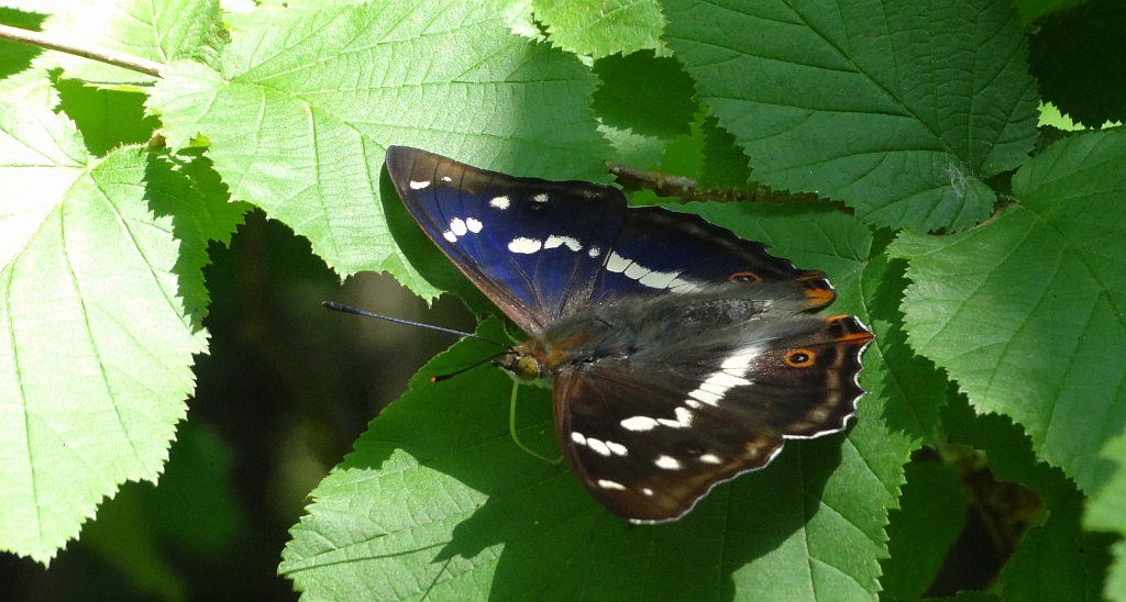 Mieniak tęczowiec (Apatura iris)