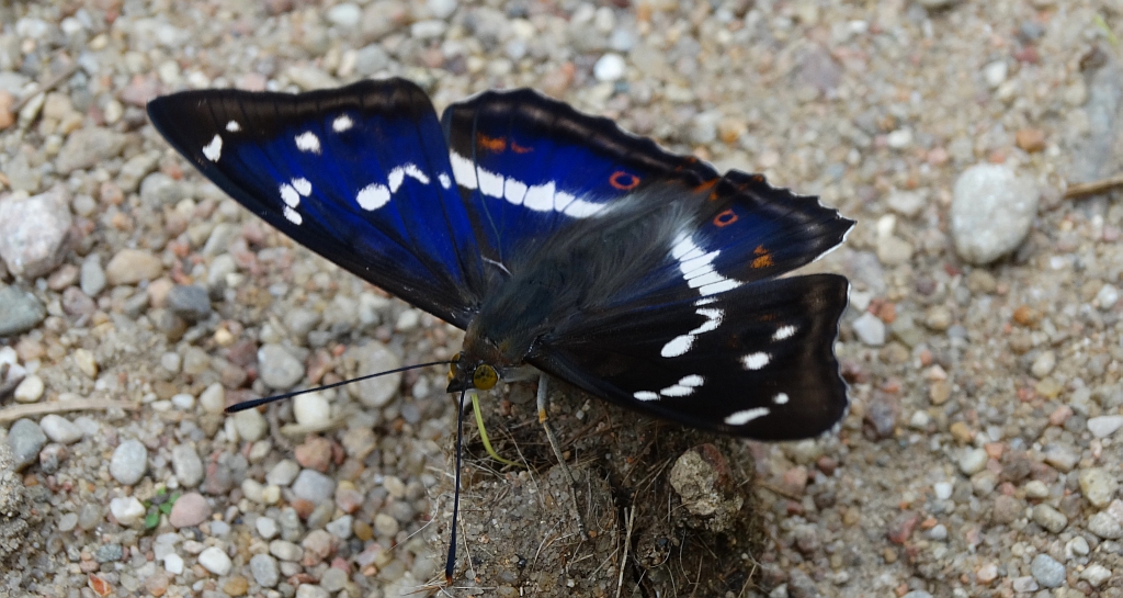 Mieniak tęczowiec (Apatura iris)