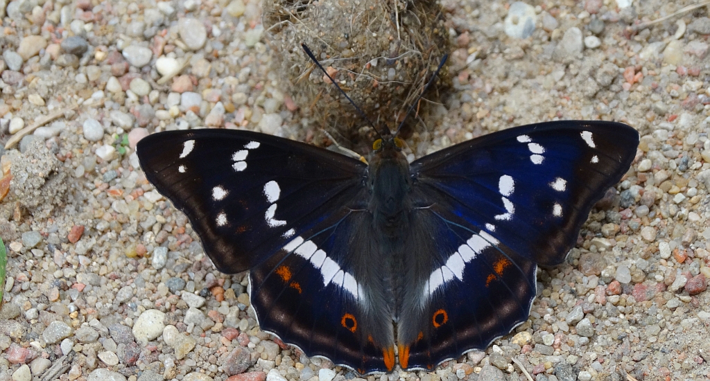 Mieniak tęczowiec (Apatura iris)