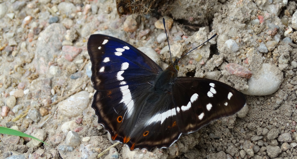 Mieniak tęczowiec (Apatura iris)