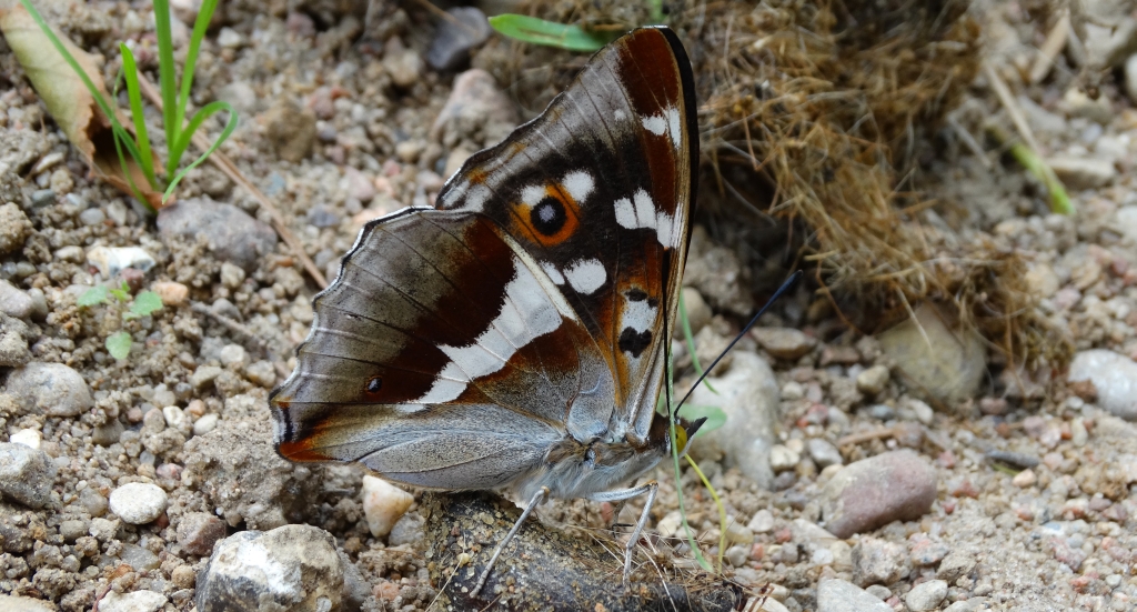 Mieniak tęczowiec (Apatura iris)