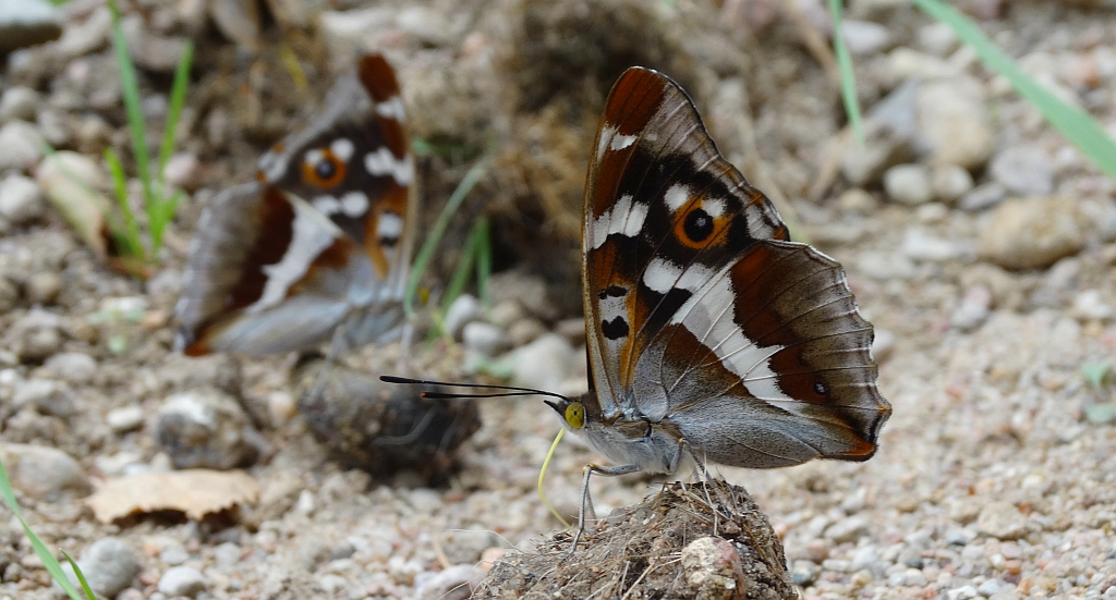 Mieniak tęczowiec (Apatura iris)