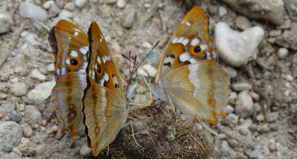 Mieniak strużnik (Apatura ilia)