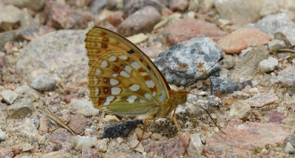 Dostojka adype, perłowiec adype (Argynnis adippe)