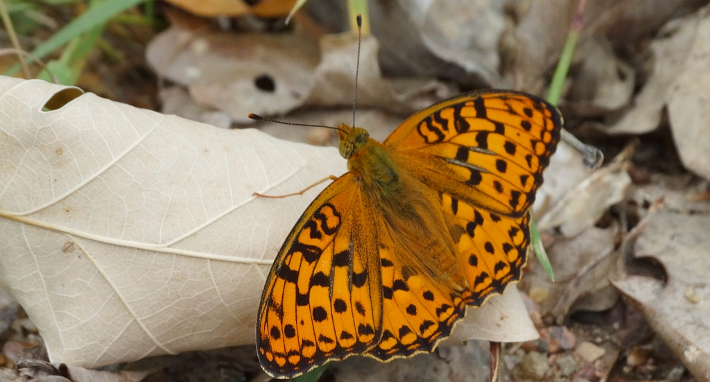 Dostojka adype, perłowiec adype (Argynnis adippe)