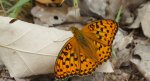 Dostojka adype, perłowiec adype (Argynnis adippe)