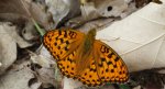 Dostojka adype, perłowiec adype (Argynnis adippe)