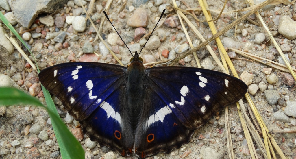 Mieniak tęczowiec (Apatura iris)