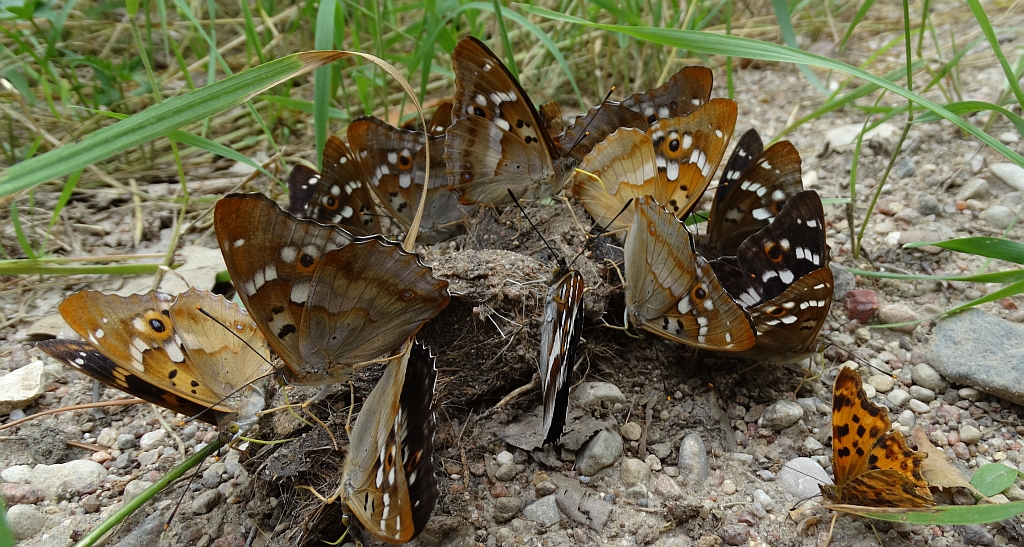 Mieniak strużnik (Apatura ilia) i mieniak tęczowiec (Apatura iris)