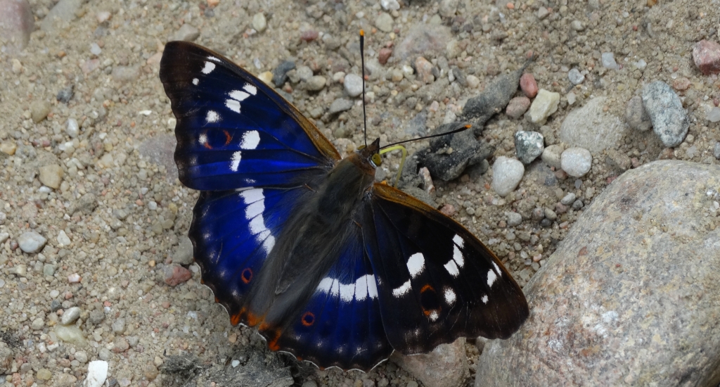 Mieniak strużnik (Apatura ilia)