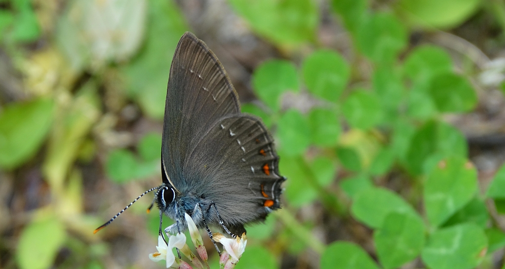 Ogończyk ostrokrzewowiec (Nordmannia ilicis)