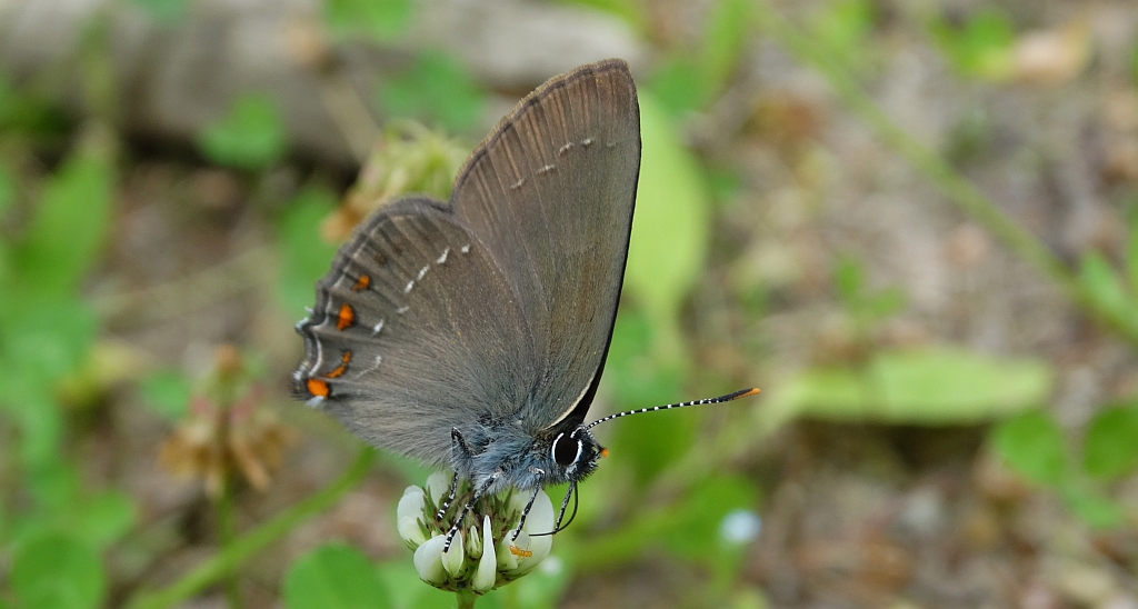 Ogończyk ostrokrzewowiec (Nordmannia ilicis)