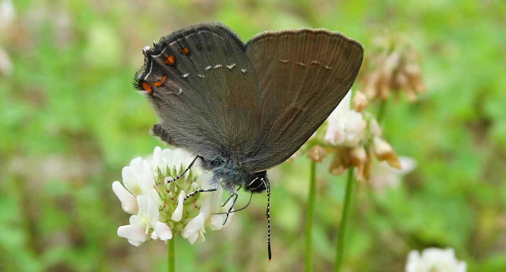 Ogończyk ostrokrzewowiec (Nordmannia ilicis)