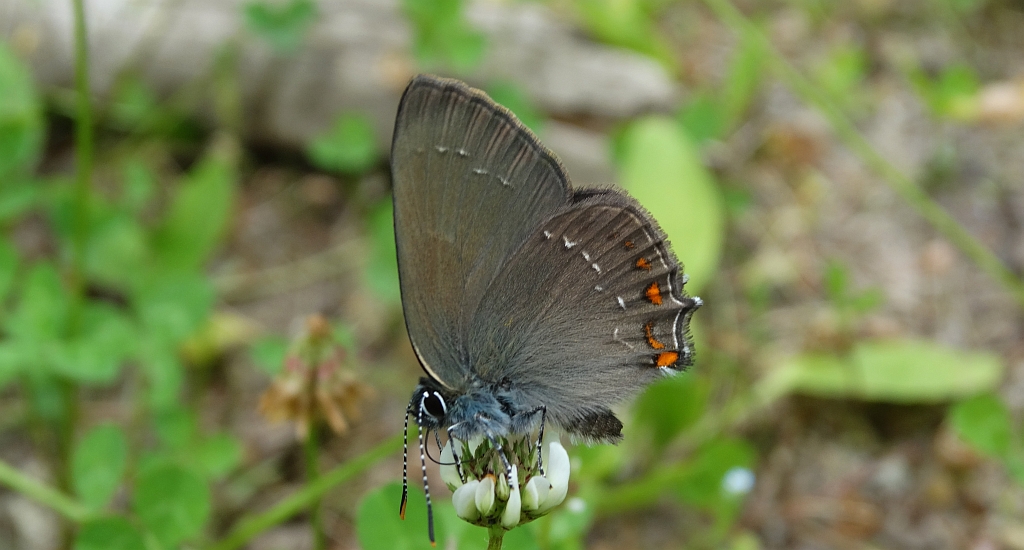 Ogończyk ostrokrzewowiec (Nordmannia ilicis)