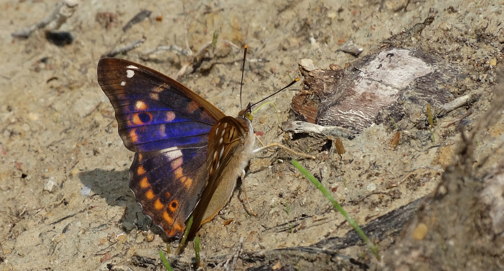 Mieniak strużnik  (Apatura ilia clythie)