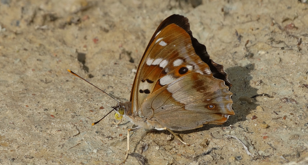 Mieniak strużnik (Apatura ilia)