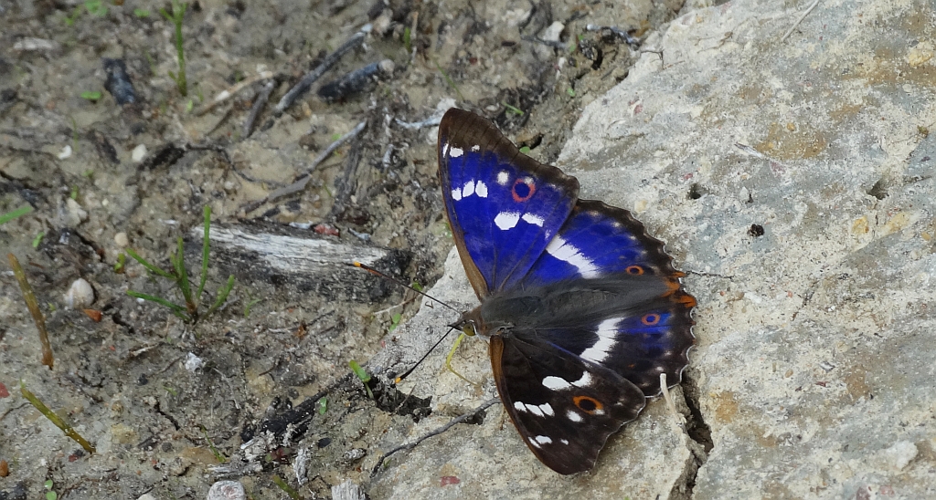 Mieniak strużnik (Apatura ilia)