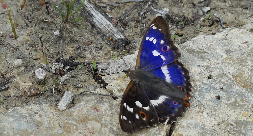 Mieniak strużnik (Apatura ilia)