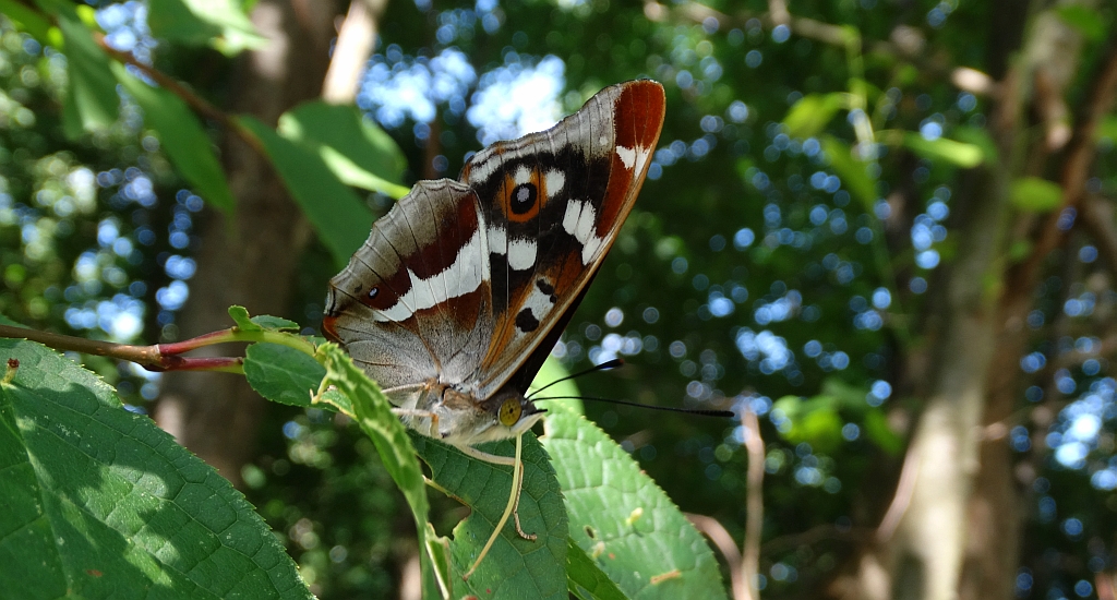 Mieniak tęczowiec (Apatura iris)