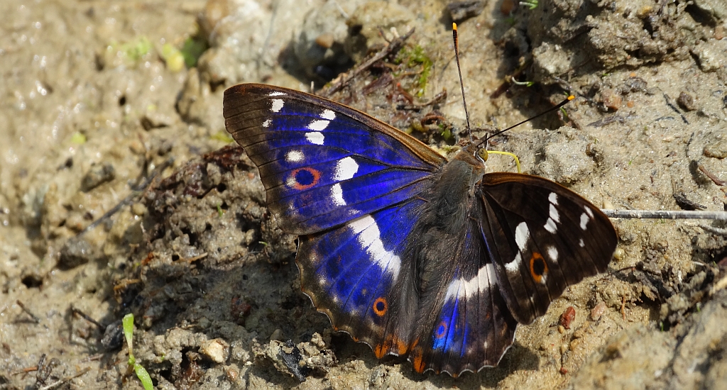 Mieniak strużnik (Apatura ilia)