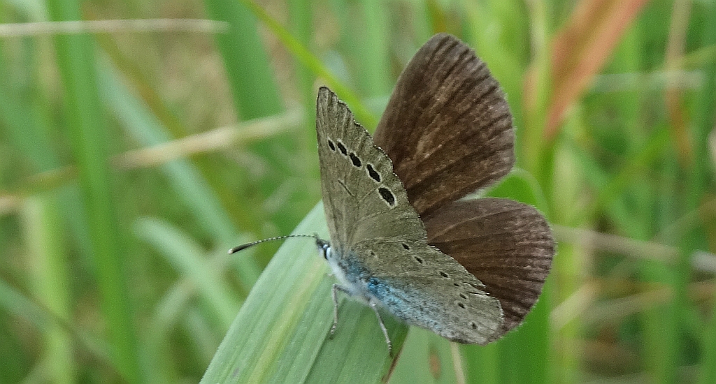 Modraszek aleksis (Glaucopsyche alexis)