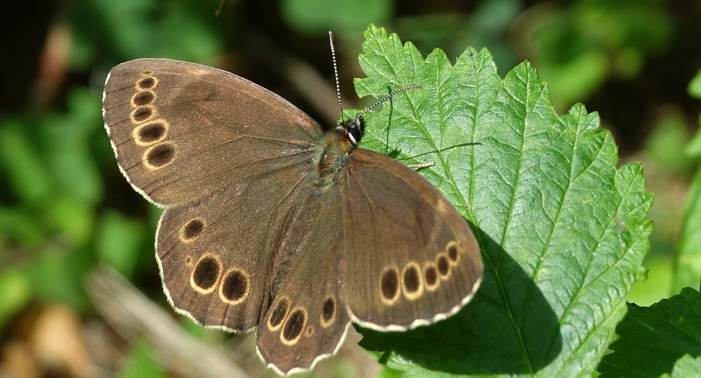 Osadnik wielkooki (Lopinga achine)