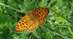 Dostojka adype, perłowiec adype (Argynnis adippe)