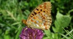 Dostojka adype, perłowiec adype (Argynnis adippe)