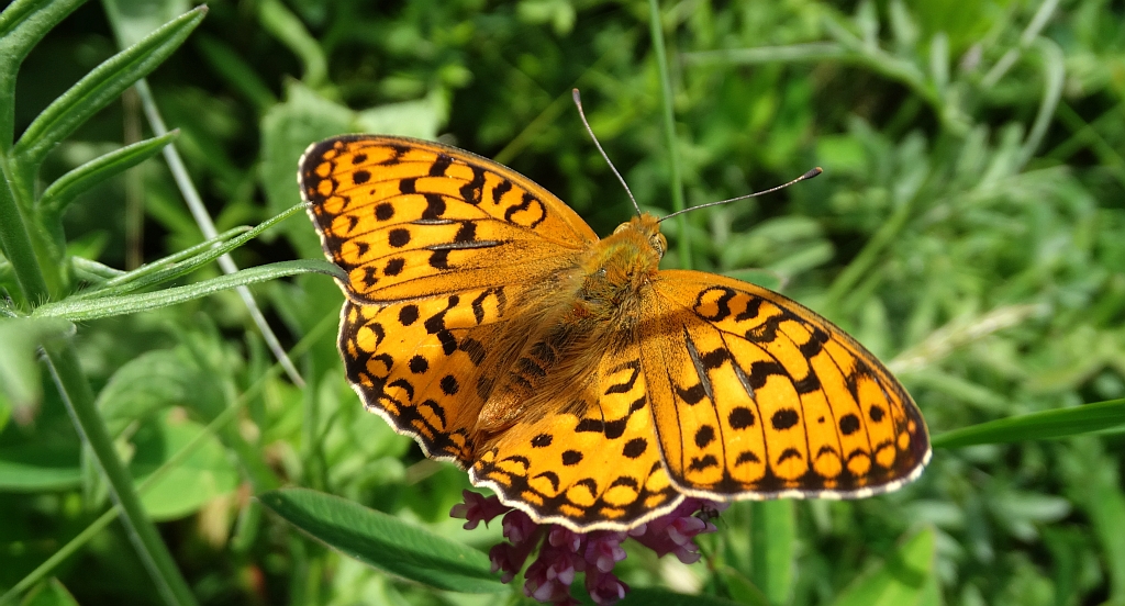Dostojka adype, perłowiec adype (Argynnis adippe)